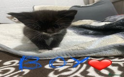 Mixed Breed cats for sale: 5 beautiful black and white kitties  - Image 5