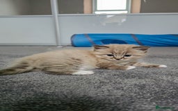 Ragdoll cats for sale: Beautiful kittens looking for their forever home - Image 5