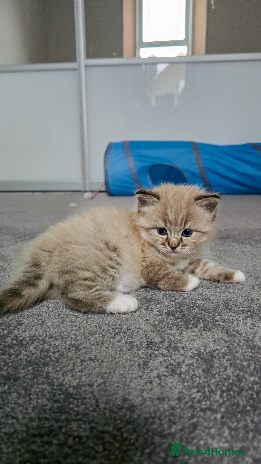 Ragdoll cats for sale: Beautiful kittens looking for their forever home - Image 5