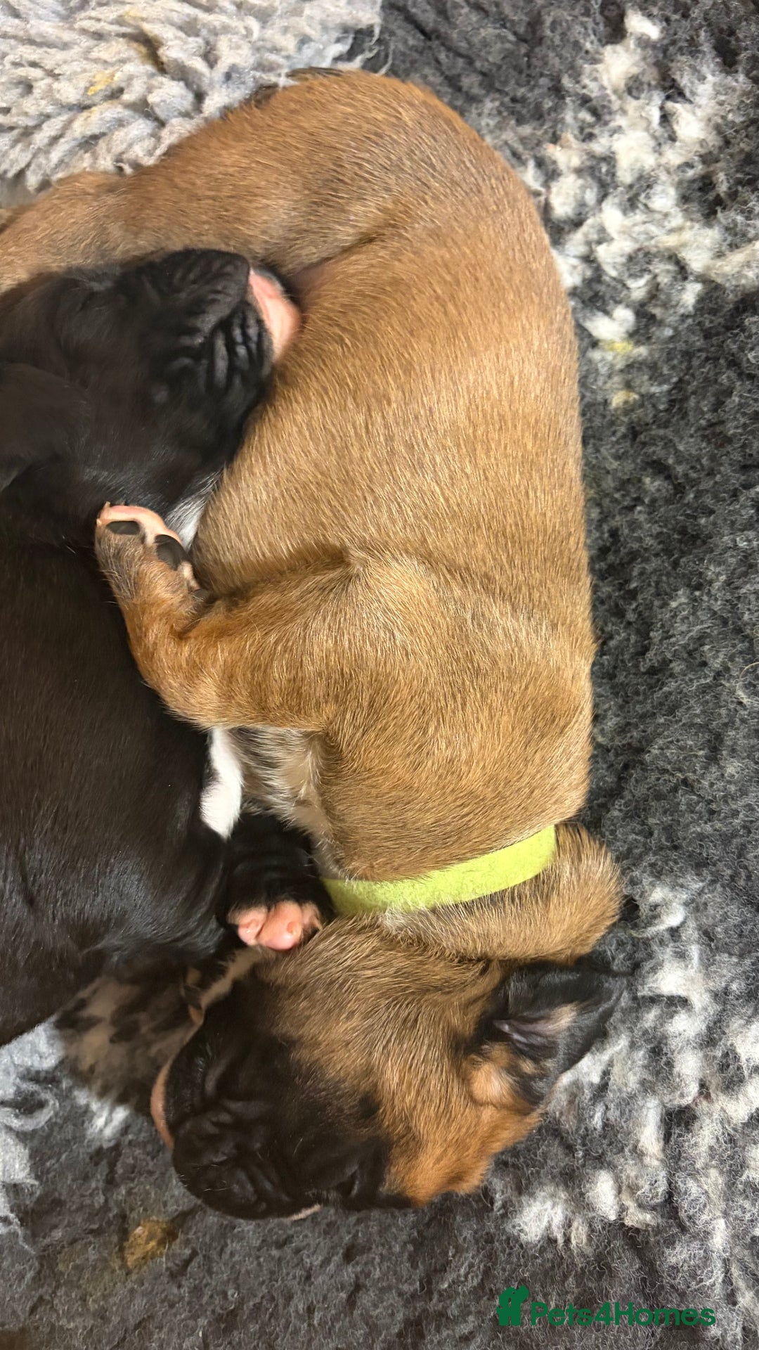 Boxer dogs for sale: Beautiful Boxer Puppies - Advert 13