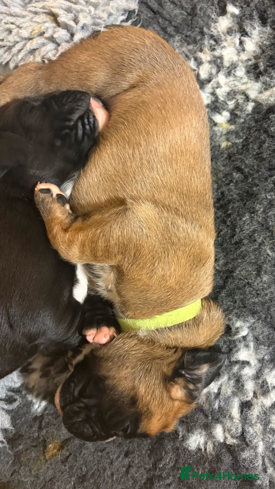 Boxer dogs for sale: Beautiful Boxer Puppies - Advert 16