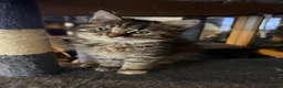 Maine Coon cats for sale: Gorgeous Maine Coon X Kittens Ready Now! 🐾 - Advert 10