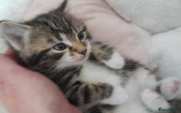 Mixed Breed cats for sale: Playful & cuddly Tabby-Bengal-Mix Kittens £200 - Image 3