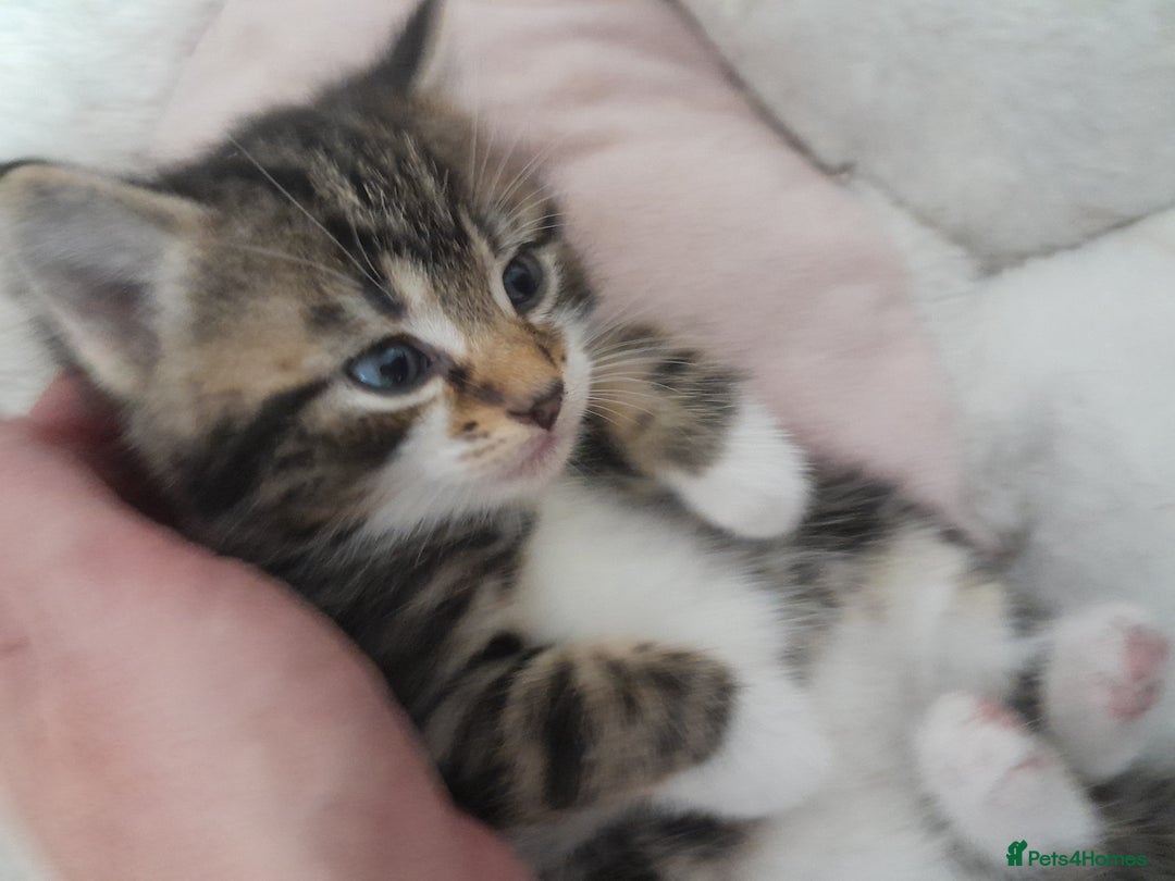 Mixed Breed cats for sale: Playful & cuddly Tabby-Bengal-Mix Kittens £200 - Image 3