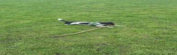 Jack Russell dogs for sale: Koa: Loving, Cuddly, Playful & Loyal Companion - Advert 4