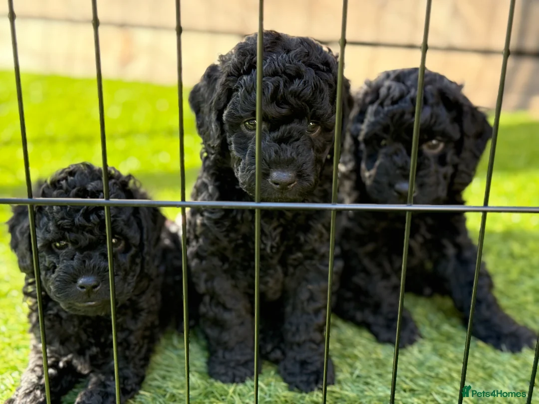 Cockapoo dogs for sale: Black Cockapoo Puppies For Sale - Advert 22