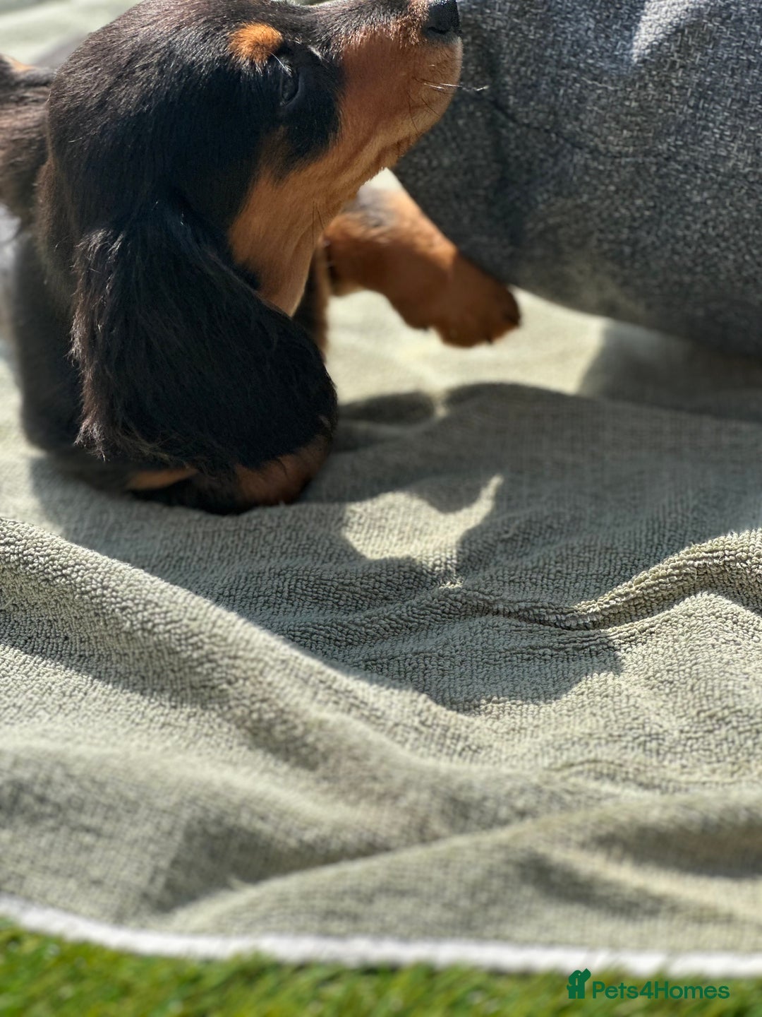 Miniature Dachshund dogs for sale: READY NOW. Miniature long hair dachshund 🤍 - Image 17