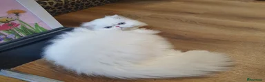 Persian 1