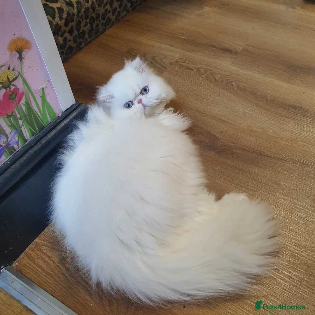 Persian cats for sale: Gccf registered pure Persian female - Advert 2