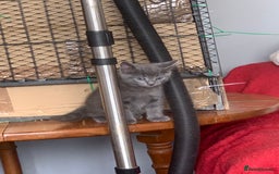 Mixed Breed cats for sale: Beautiful Blue Boys - Image 1