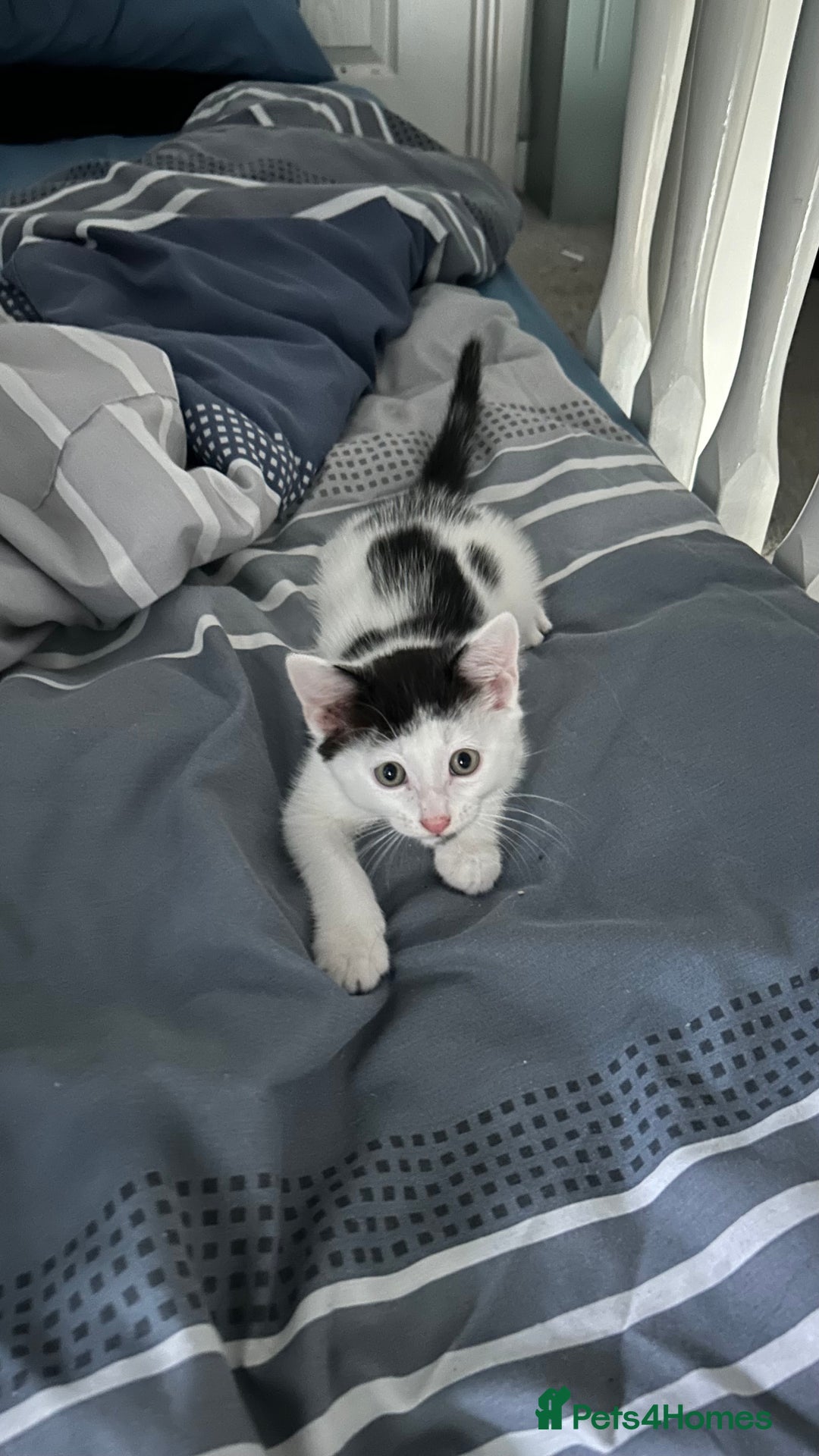 Mixed Breed cats for sale: Kitten looking for new home  - Image 2