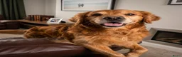 Golden Retriever dogs for stud: Loki God of Mischief  in Glenrothes - Advert 3