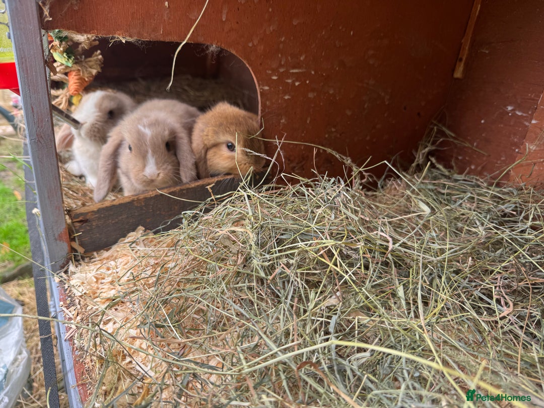 Mini Lop rabbits for sale: Friendly pure mini lops - Image 11