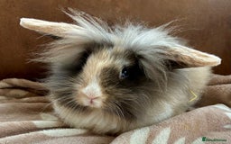 Mini Lion Lop rabbits for sale: 3 beautiful Rabbits  - Image 5