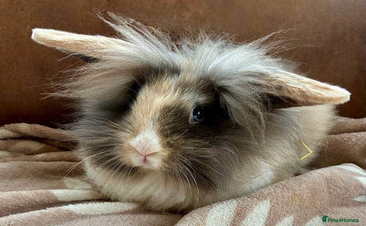 Mini Lion Lop rabbits - Advert 1
