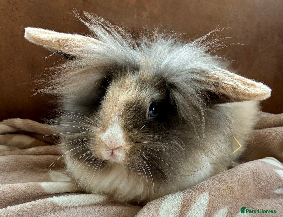 Mini Lion Lop rabbits for sale: 3 beautiful Rabbits  - Image 5