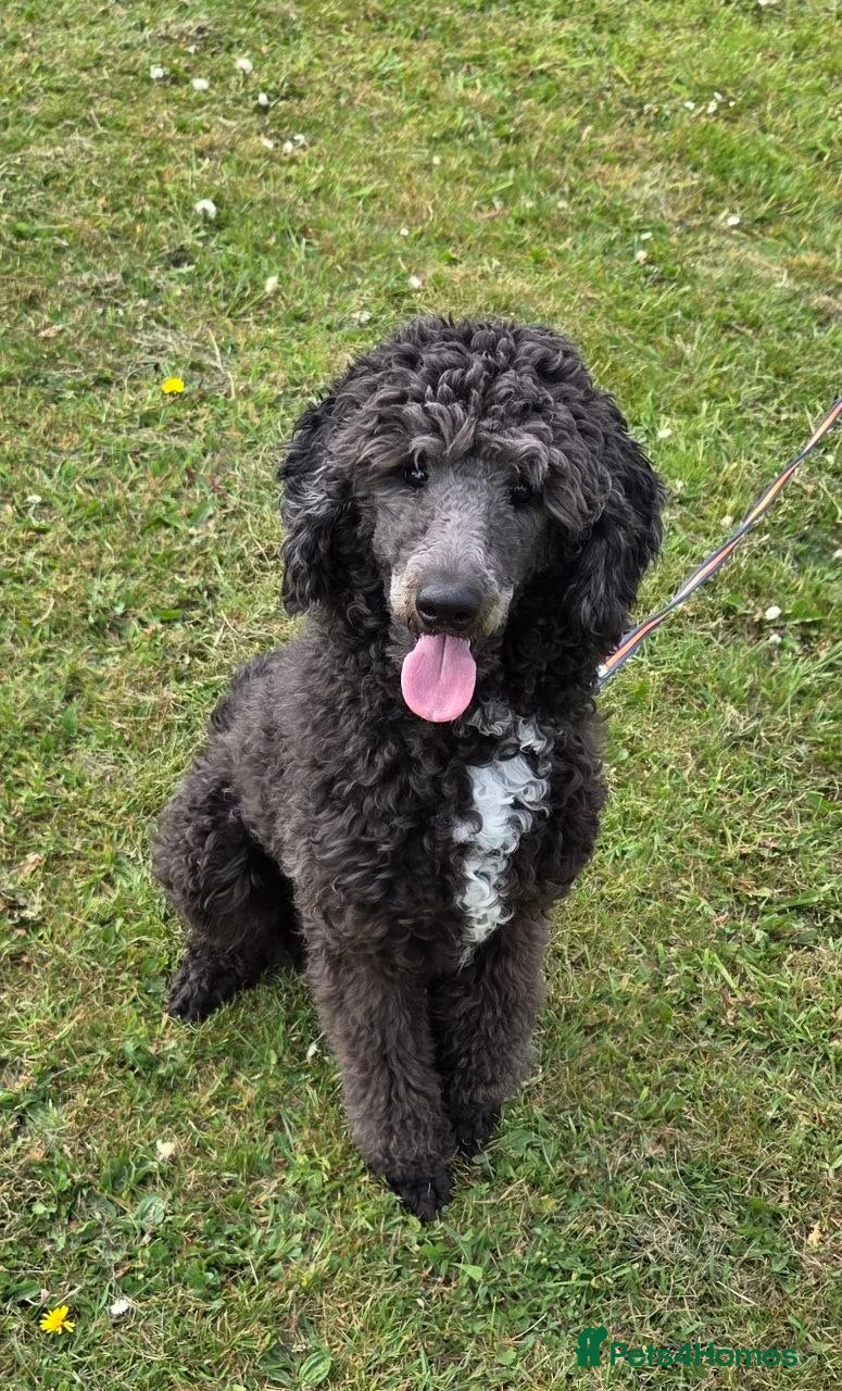 Bernedoodle dogs F1b Bernedoodle - Advert 8