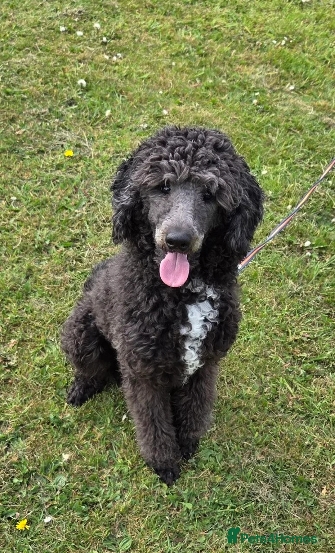 Bernedoodle dogs for sale: F1b Bernedoodle - Advert 1