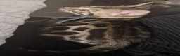 Bengal cats for sale: Supreme Apb Gene & Health Tested Bengal Kittens - Advert 1