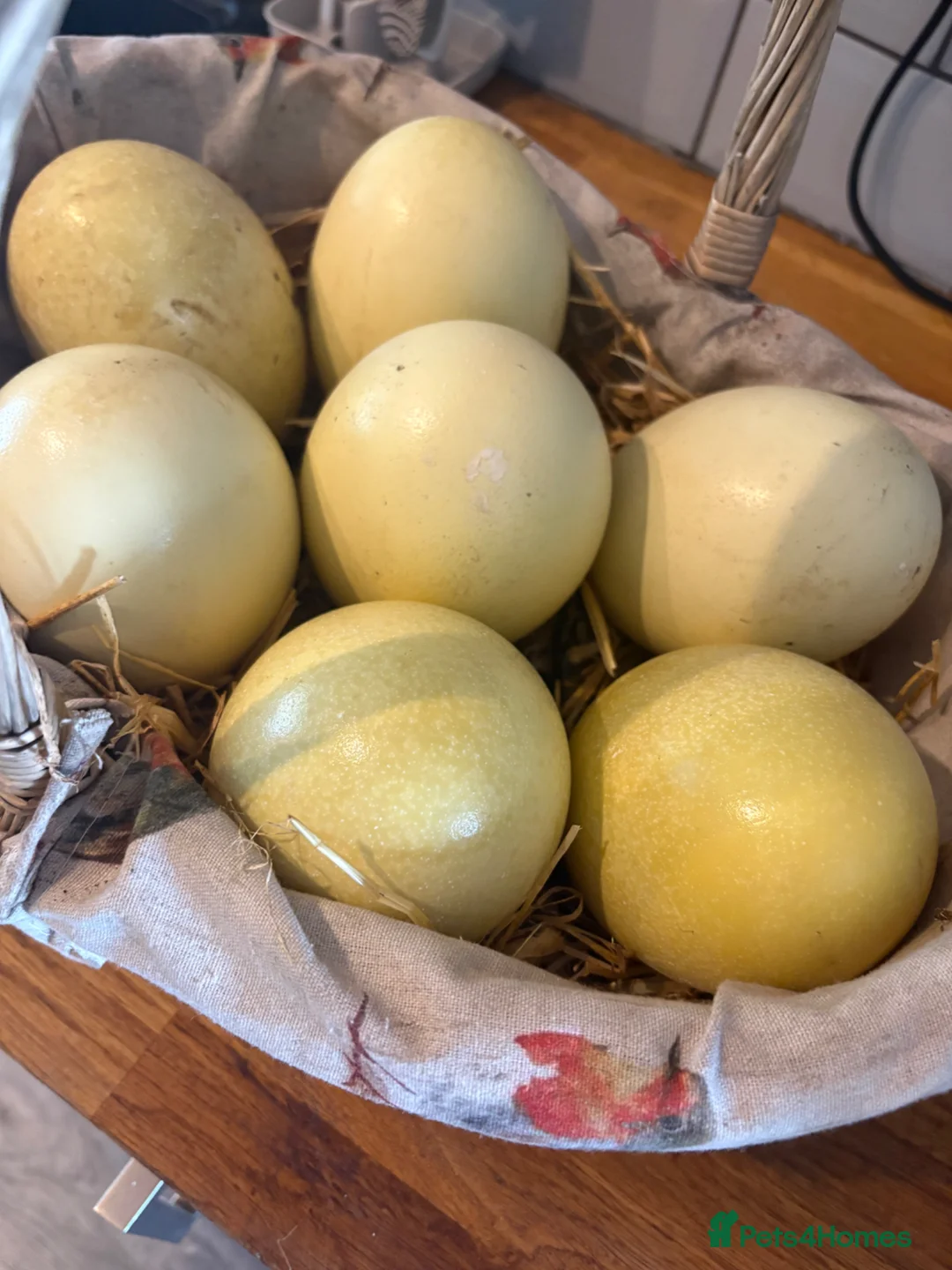 Mixed Breed poultry for sale: Fertile rhea hatching eggs  - Advert 1