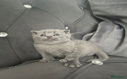 British Shorthair cats for sale: British short hair boys - Image 2