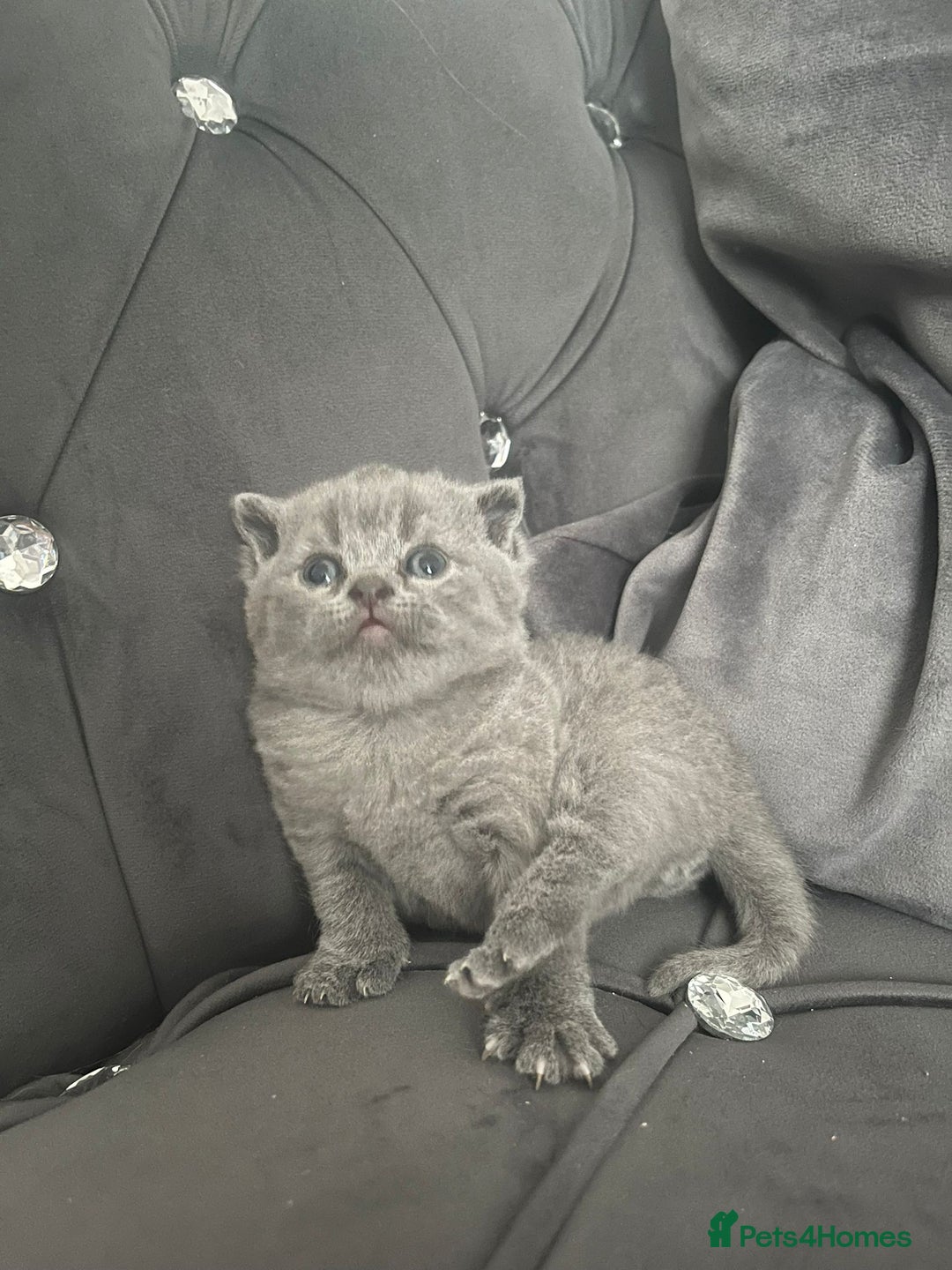 British Shorthair cats for sale: British short hair boys - Image 2