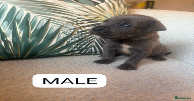 Mixed Breed dogs - Advert 13
