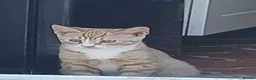 Mixed Breed cats for sale: Kittens - Advert 5