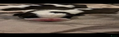 Saint Bernard 1