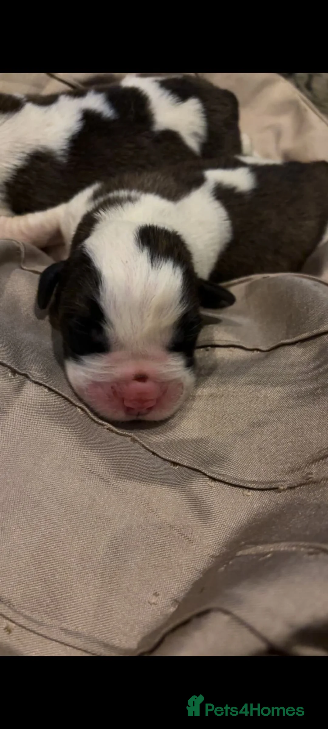 Saint Bernard dogs for sale: Beautiful saint Bernard litter  - Advert 10