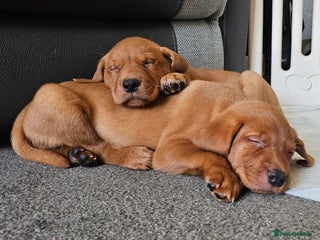 Labrador Retriever dogs KC Chunky Fox Red Labrador Puppys - Advert 12