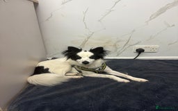 Papillon dogs for adoption: Zorro: The Little Soul Who Refused to Disappear - Image 4