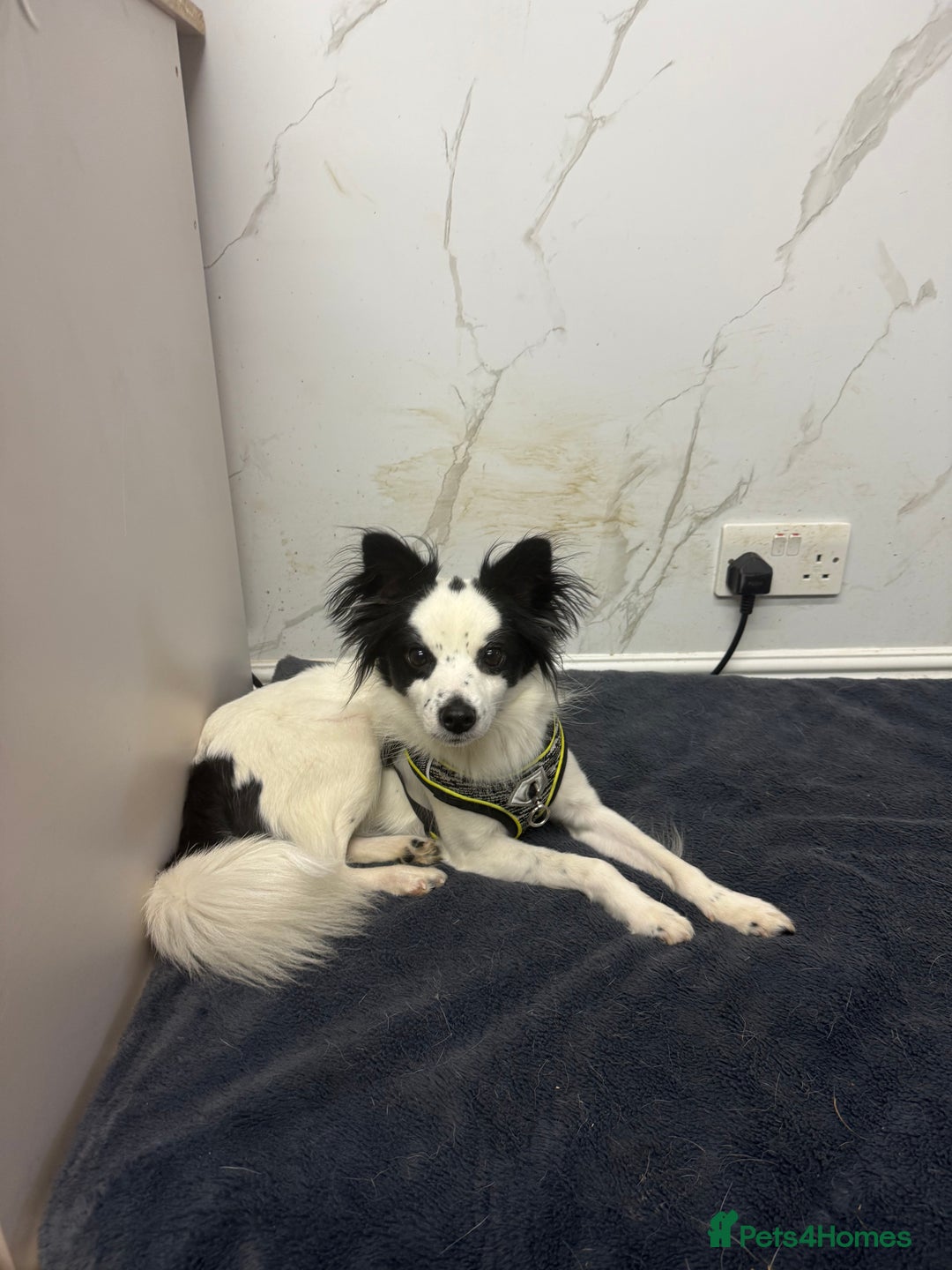 Papillon dogs for adoption: Zorro: The Little Soul Who Refused to Disappear - Image 4