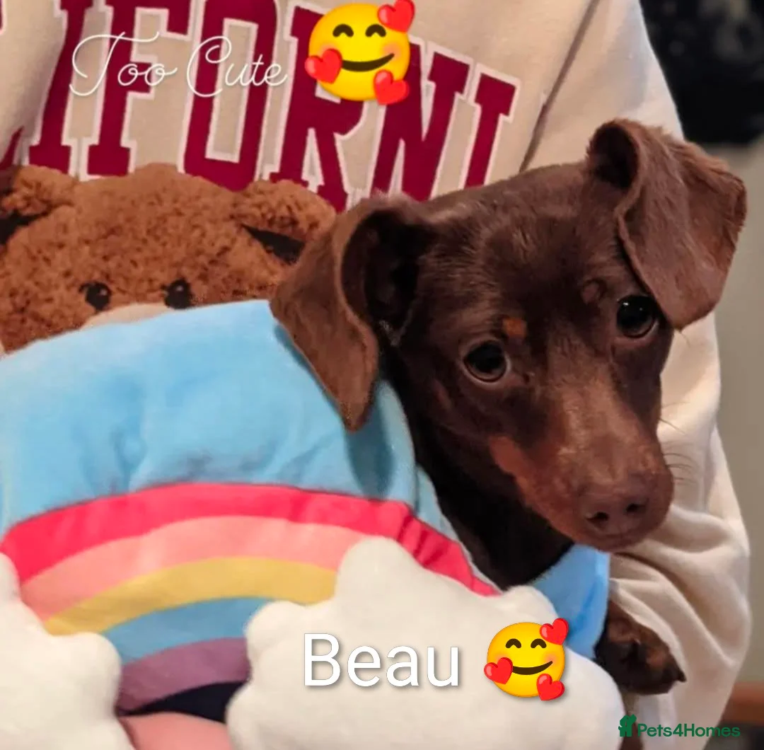 Miniature Dachshund dogs for sale: Extensively health tested mini dachshund puppies. - Advert 13