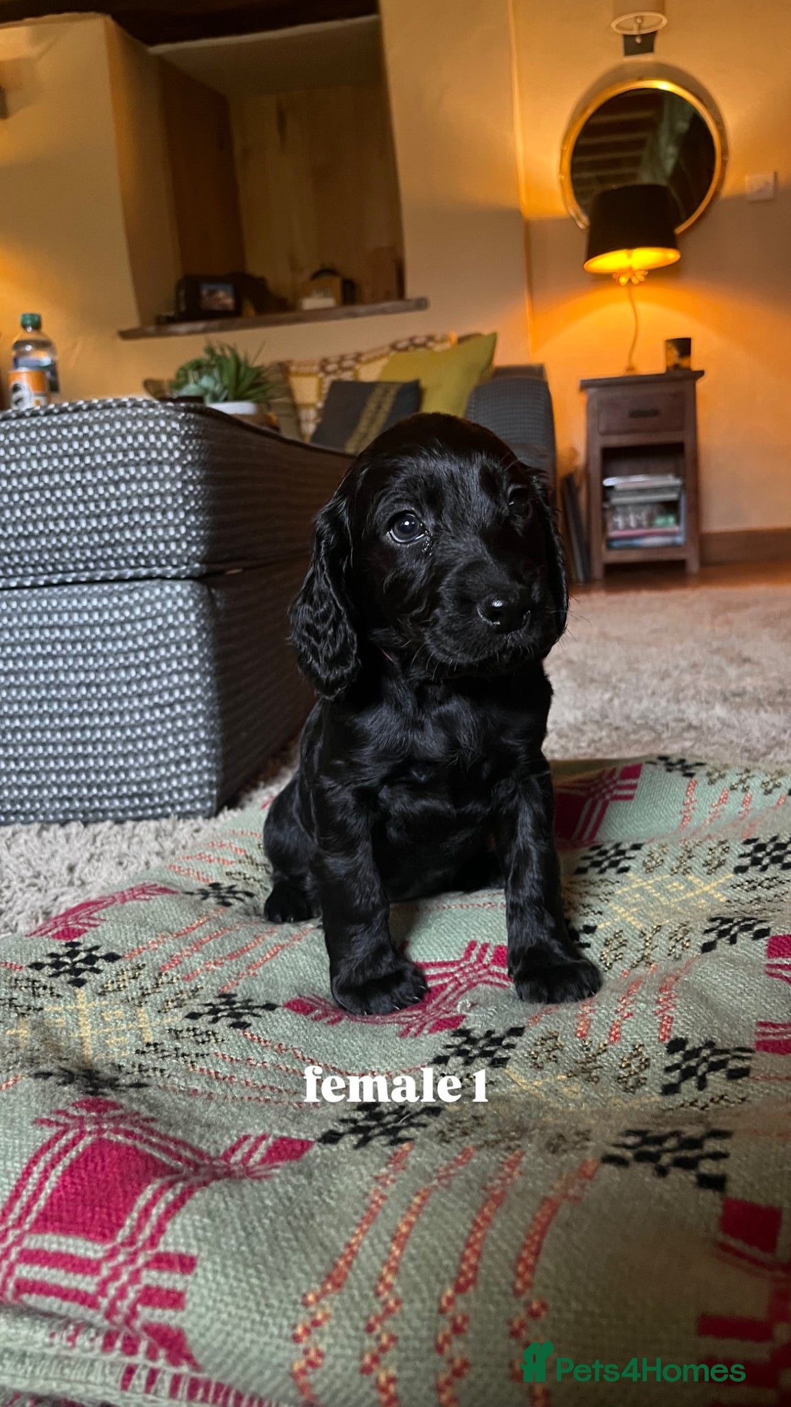 Mixed Breed dogs Sprockapoo puppies 🐶 🏠  - Advert 3