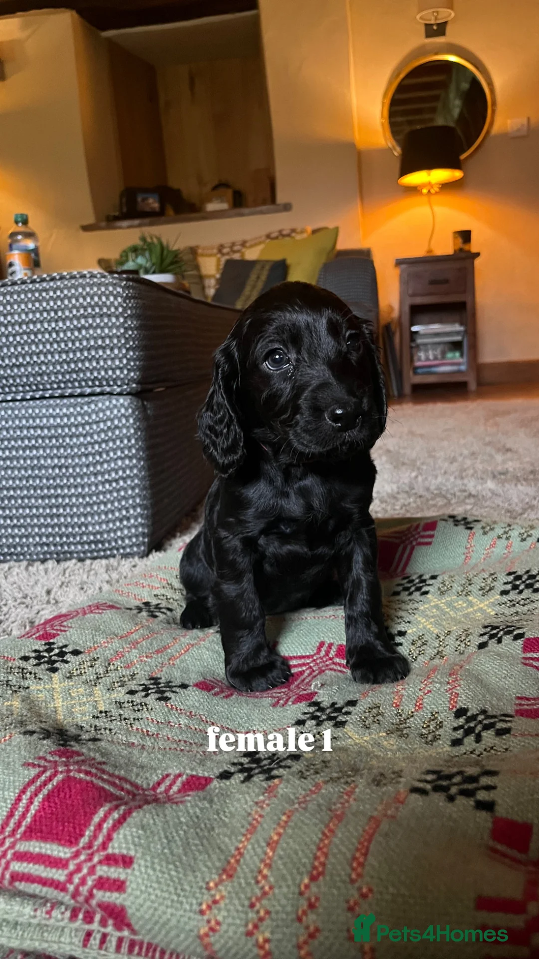 Mixed Breed dogs for sale: *READY TO GO* Sprockapoo puppies 🐶 🏠  - Advert 1