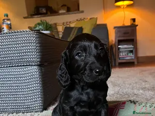 Mixed Breed dogs Sprockapoo puppies 🐶 🏠 - Advert 3