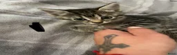 Mixed Breed cats for sale: 5 beautiful kittens - Advert 13