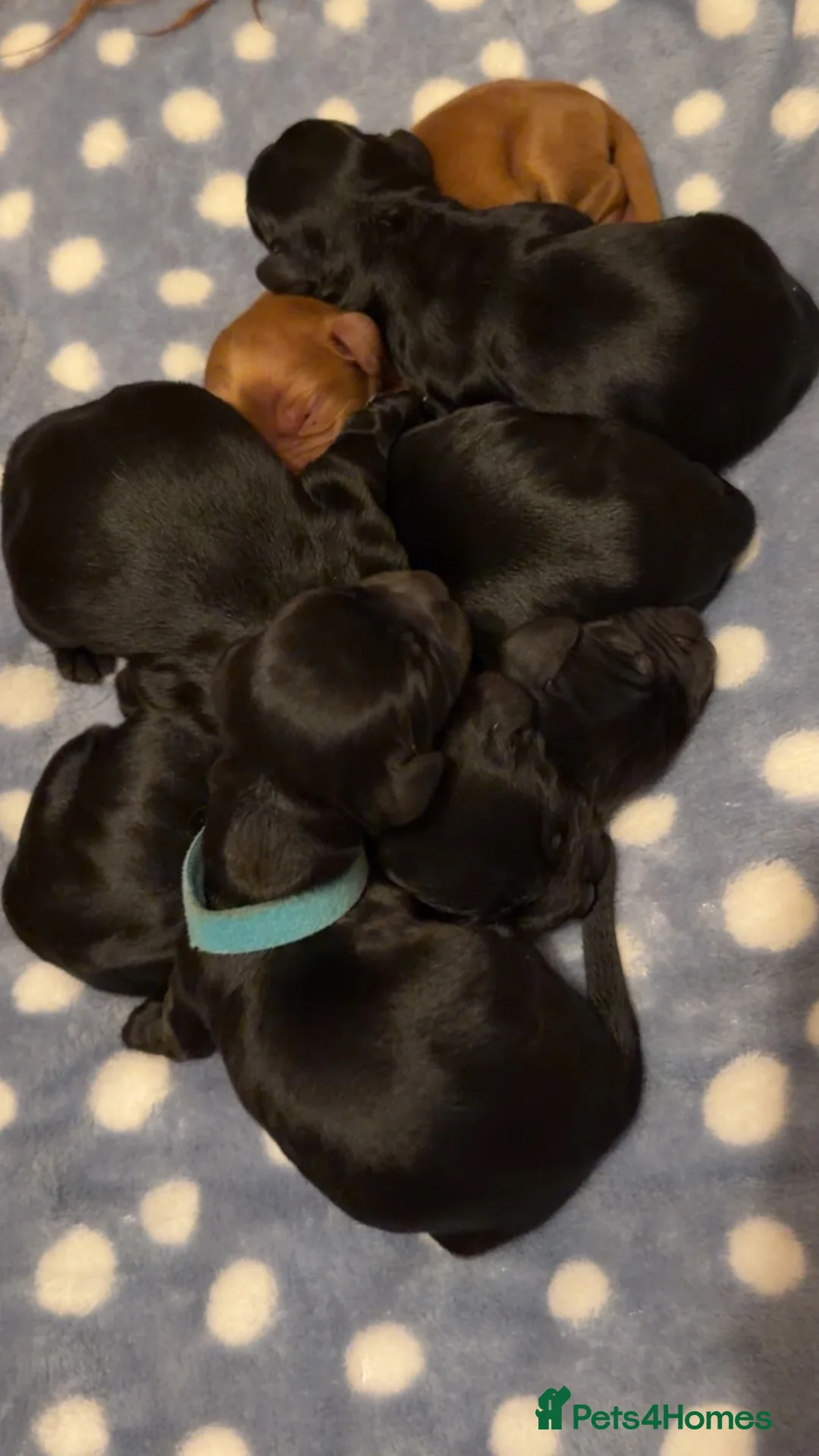 Cocker Spaniel dogs for sale: Beautiful working cocker spaniel puppies 🐶 💗 - Advert 16