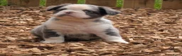 French Bulldog dogs for sale: Price reduced Fluffy French Bulldogs - Advert 32