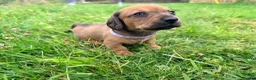 Miniature Dachshund dogs for sale: 5 Mini Smooth & 2 Mini Long Haired Dachshunds in Stoke-on-Trent - Advert 4