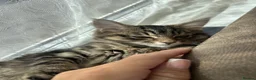 Mixed Breed cats for sale: European beautiful little girl - Advert 8