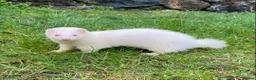 Ferret rodents for sale: Ferret for sale  - Advert 3