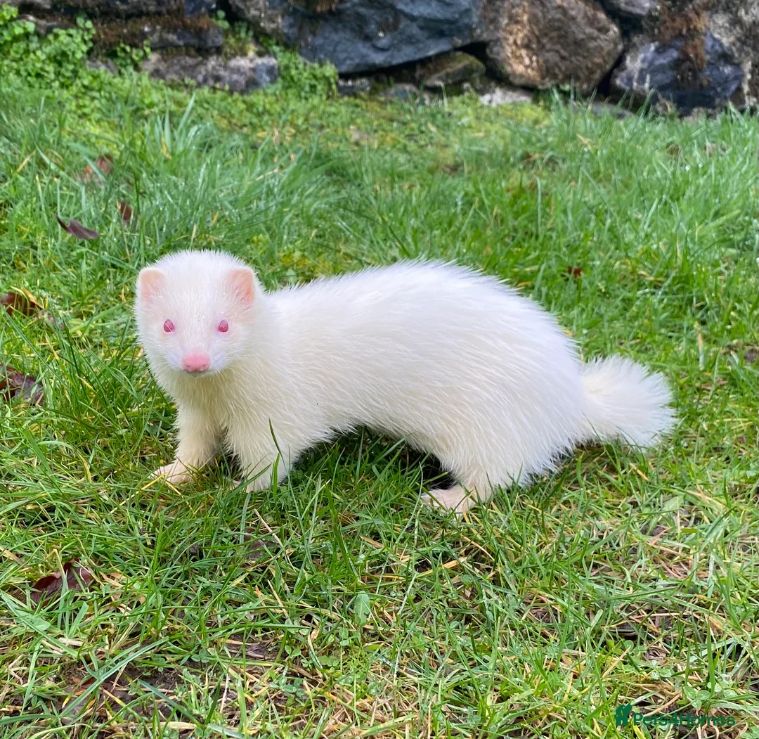 Ferret rodents for sale: Ferret for sale  - Advert 3