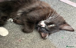 Mixed Breed cats for sale: Male and female kitten - Image 4