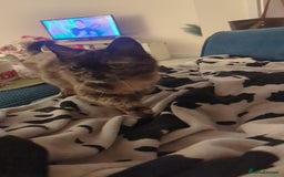 Mixed Breed cats for sale: Torrie female for re-home  - Image 2