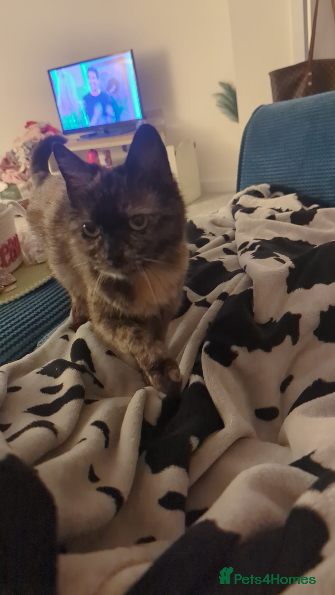 Mixed Breed cats for sale: Torrie female for re-home  - Image 2
