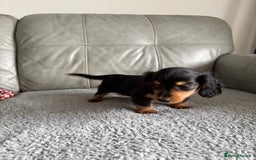 Dachshund dogs for sale: READY NOW LONGHAIRED MINIATURE DACHSHUNDS - Image 10