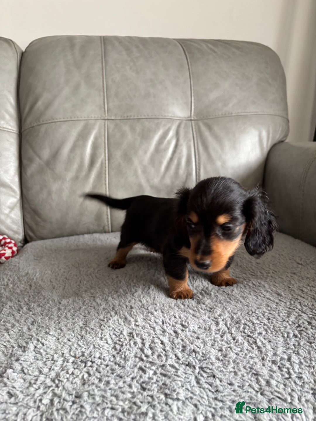 Dachshund dogs for sale: READY NOW LONGHAIRED MINIATURE DACHSHUNDS - Image 10