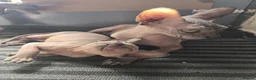 Sphynx cats for sale: Sphynx kittens in Milton Keynes - Advert 23